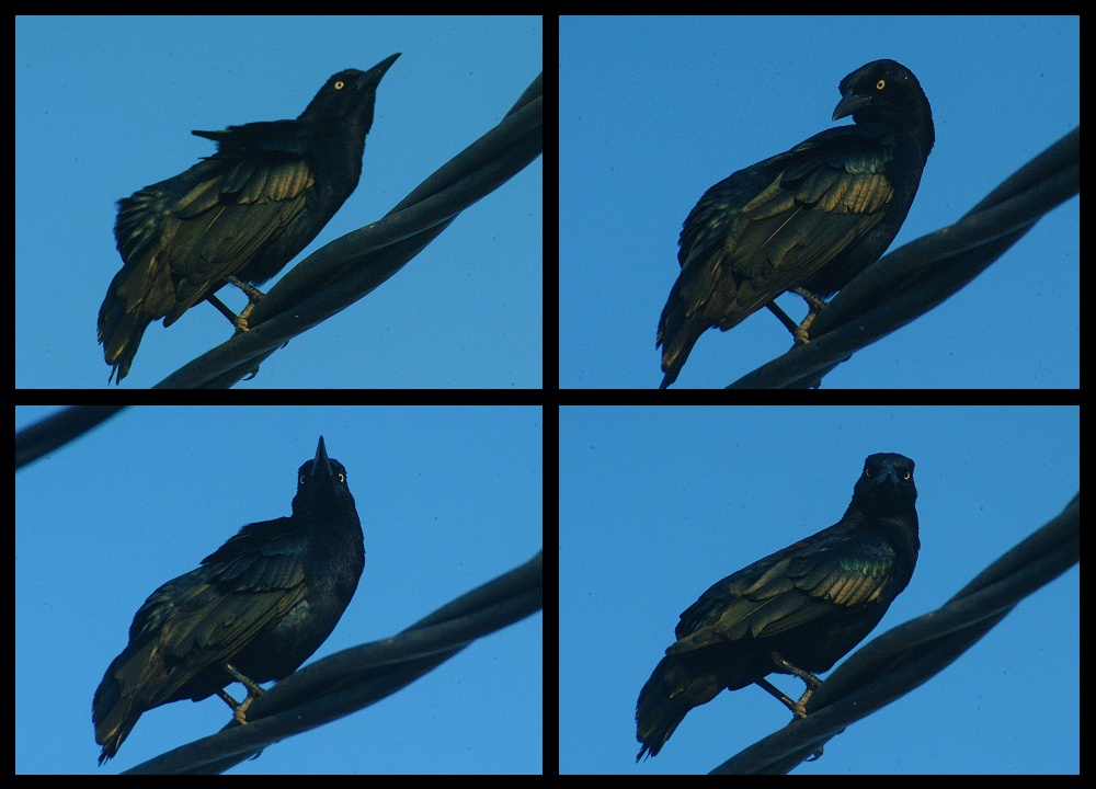 (13) crow montage.jpg   (1000x720)   240 Kb                                    Click to display next picture